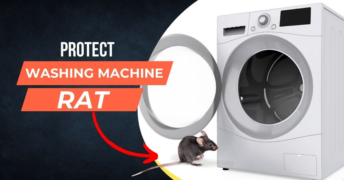 washing machine rats
